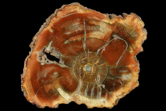 4.7" Petrified Wood (Araucaria) Slab - Madagascar 